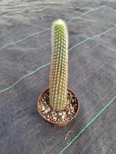 Akersia Roseiflora cactus