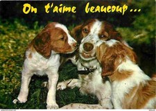 Animaux - Chiens - Epagneul Breton - Flamme Postale de Clermont l'Herault - CPM