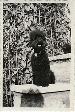 ANTIQUE PHOTO - VINTAGE SNAPSHOT - ANIMAL DOG FUNNY POODLE - POODLE DOG