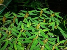 Hygroryza aristata 5 plantes aquarium nano crevettes betta  bassin flottante 