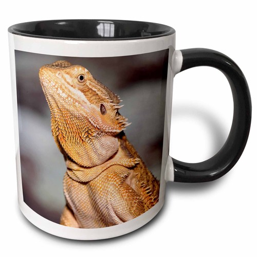 3drose bearded dragon pogona - bearded,