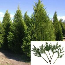 35 Fresh SC Leyland Cypress 6-8" Tree Cuttings Privacy Screen Fast Growing