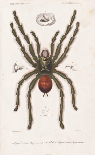 Mygale avicularia araignées - avicularia,