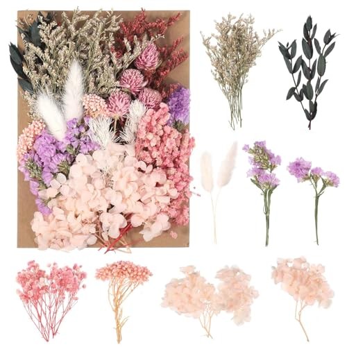 Séchées fleurs vraies - séchées,