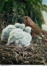 Animals - Birds - Raptors - Falcons - Marquenterre Ornithological Park - CP