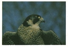 Carte postale fantaisie le