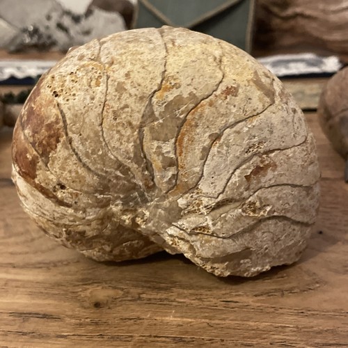 Nautile ammonite origine - ammonite,
