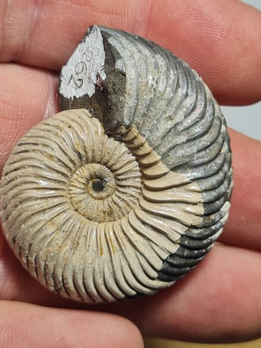 Ammonite quenstedtoceras - ammonite:,