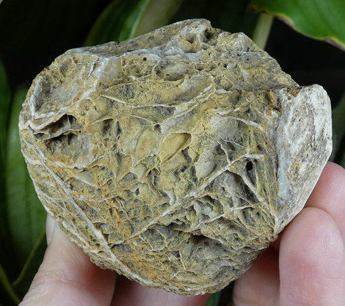 Minéral fossile à - fossile, ?