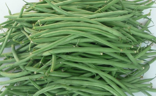 Graines haricots nains - 20,