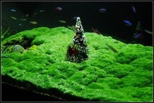 Hemianthus callitrichoides