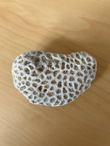 Corail cerveau blanc - corail,
