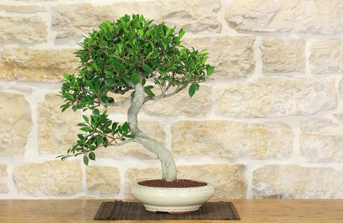 Bonsaï ficus retusa - ficus, (130)