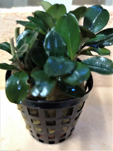 Bucephalandra theia plante - theia,