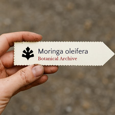 Moringa oleifera 10 SEEDS -