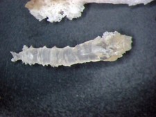 Miocene SILICIFIED fossil slide Barstow California - Dasyhelea midge pupa 1/bid