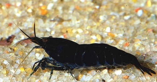 Crevettes caridines black - 12,