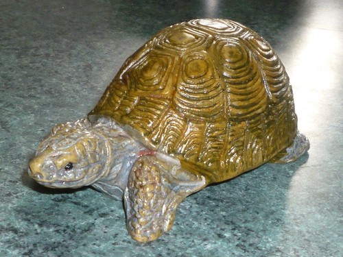 Ancienne tortue hermann - tortue,