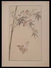 MOINEAUX DANS LES BAMBOUS, NOSAN - 1888 - JAPON,