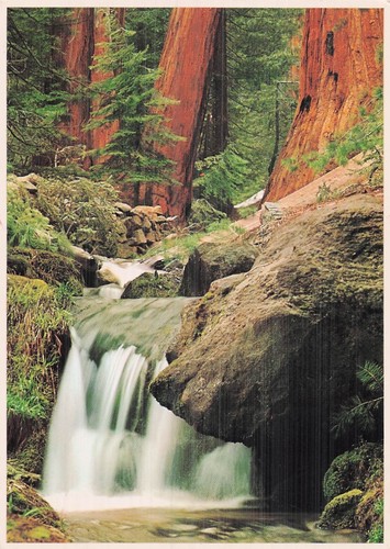 Etats unis forest falls - unis,
