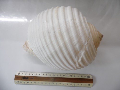Suberbe coquillage tonnidae - suberbe,