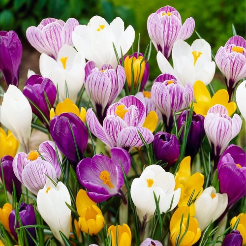 Crocus bulbes rustique - crocus,