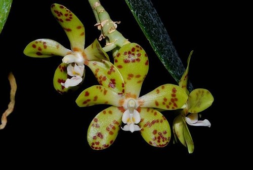 Phalaenopsis doweryensis - phalaenopsis,