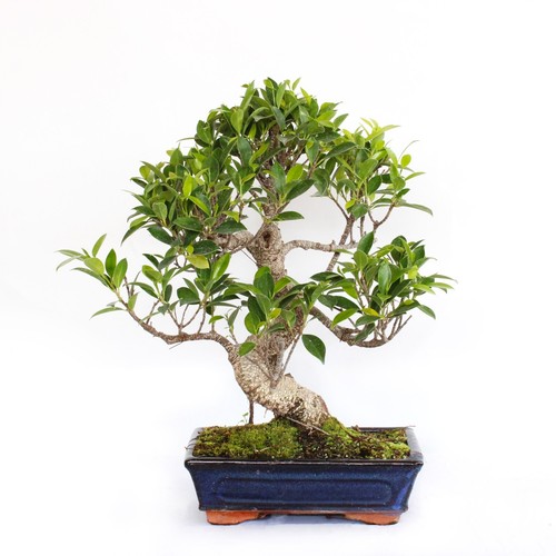 Kentis bonsaï ficus - bonsaï,