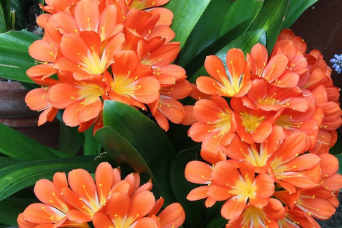 Clivia miniata bush - clivia, miniata-bush