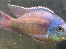 German Red Peacock Cichlid
