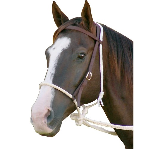 Mustang breaking hackamore - mustang,