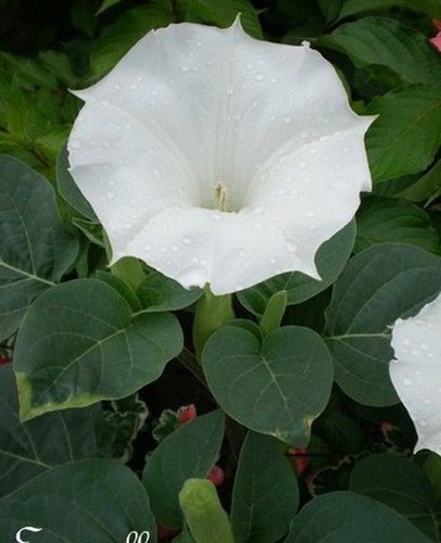 Datura inoxia à - ♫♫,