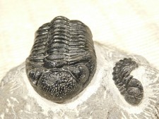 TWO! 400 Million Year Old PHACOPS TRILOBITE Fossils in Matrix 100% Natural 299gr