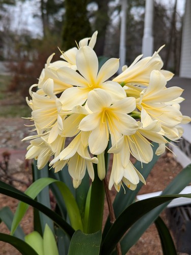 Two clivia miniata - two, seedling