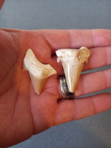 Lot dents requin - dents,