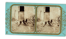 Rooster and chickens, ca.1880, stereo vintage print print d&#039;era 10.5x1