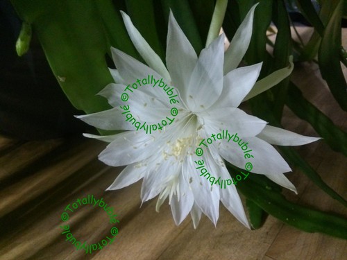 Bouture cutting epihyllum - cutting,