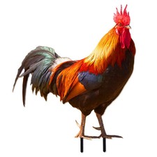 Statue Coq Jardin Acrylique