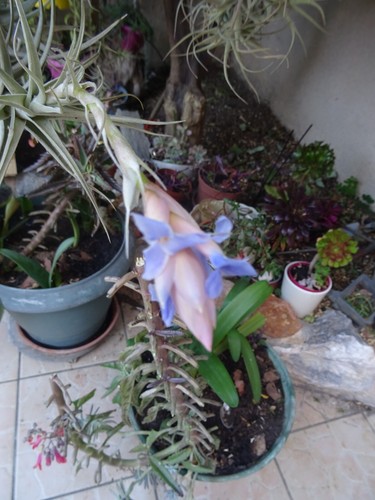 Lot tillandisia avc - avc, bébés