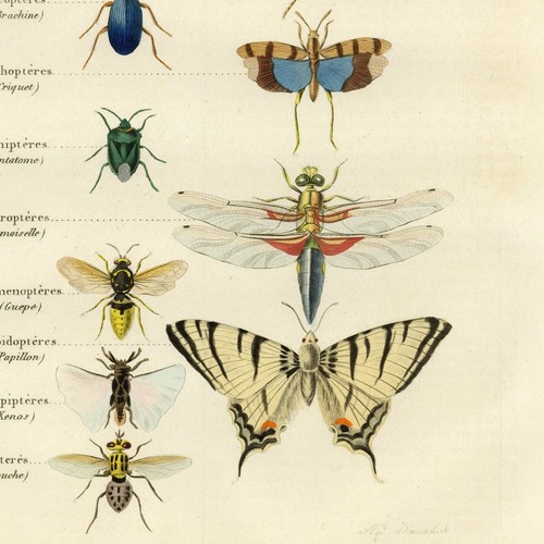 Décoration ordre des insectes - ordre,