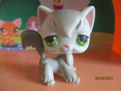 Petshop chat persan aimant - chat,