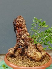 Bonsaï olivier 30 x 29 cm en