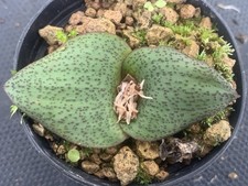 MASSONIA AMOENA POT7CM