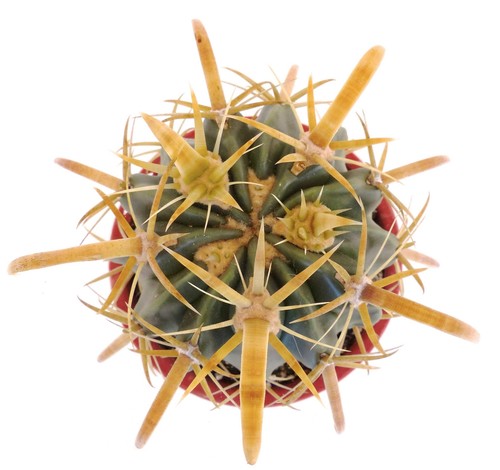 Ferocactus latispinus var