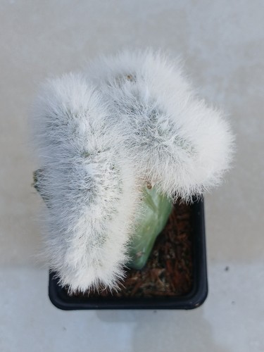 Echinocereus viridiflorus - echinocereus,