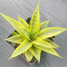 RareSucculent Plant  Sansevieria variegated Garden plants 12-15CM