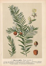 Eibe Européenne (Taxus