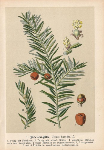 Eibe européenne taxus - eibe, (taxus