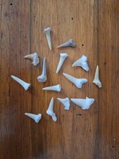 Jurassic Park Teeth Fossils