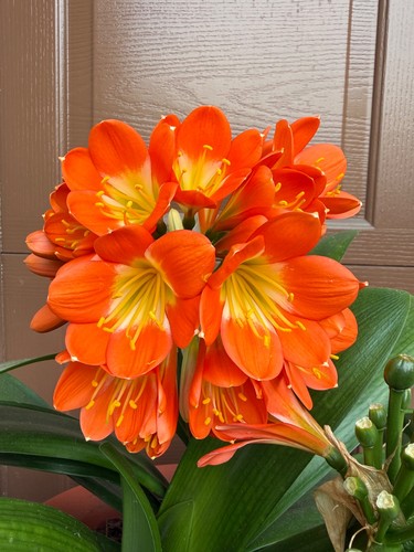 Mature clivia miniata plant - miniata,